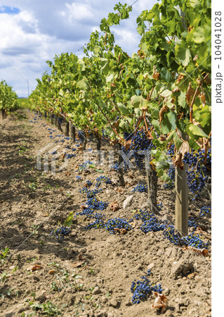Reduction of ripening grapes to produce highest quality wines in Bordeaux, France 104041028