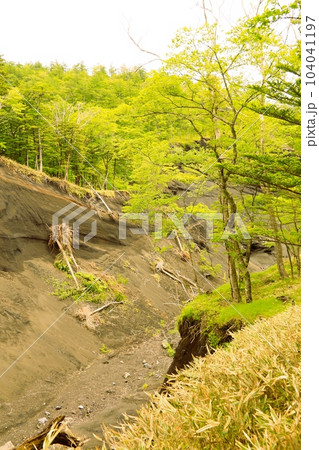 日本版グランドキャニオン富士山 104041197