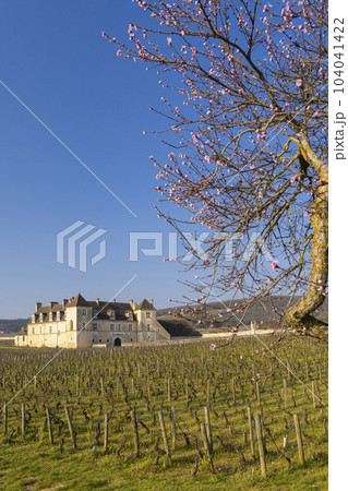 Clos de Vougeot castle, Cote de Nuits, Burgundy, France 104041422