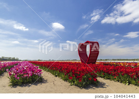 Field of tulips with red heart near Keukenhof, The Netherlands Field of tulips with red heart near Keukenhof, The Netherlands 104041443