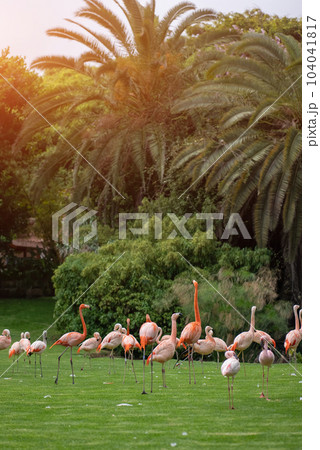flock of pink flamingo birds walking in park on green lawn grass flock of pink flamingo birds walking in park on green lawn grass 104041817