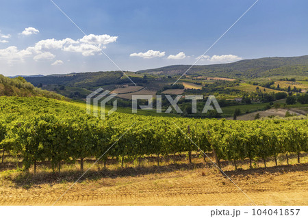 Vineyard near San Gimignano, Tuscany, Italy Vineyard near San Gimignano, Tuscany, Italy 104041857