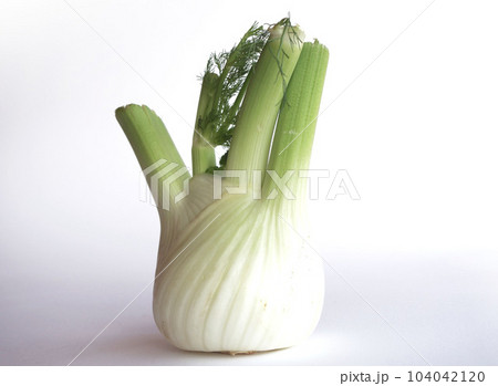 ヘルシーなイタリア野菜　ウイキョウ　フェンネル 104042120