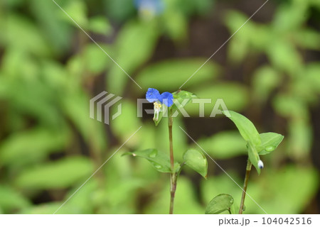 一輪のつゆ草の花 104042516