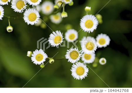 白くて可憐なマーガレットの花 白くて可憐なマーガレットの花 104042708