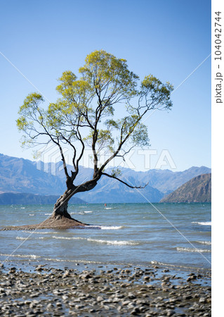That Wanaka Tree/ワナカツリー 104042744
