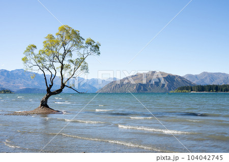 That Wanaka Tree/ワナカツリー 104042745