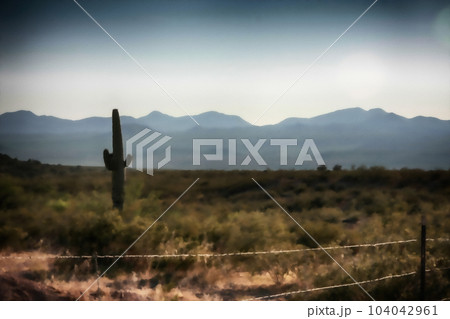 Cactus in a desert 104042961