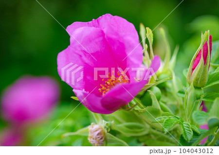 植物 ローズの野生種のハマナスの花 ローズの香りよりローズのにおいがするハマナスの花のトゲは痛い 植物 ローズの野生種のハマナスの花 ローズの香りよりローズのにおいがするハマナスの花のトゲは痛い 104043012