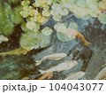 Koi fish 104043077