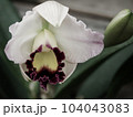 Iris flower 104043083