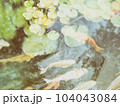 Carp fish 104043084