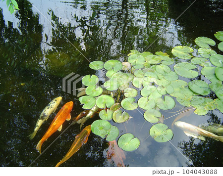Koi Fish 104043088