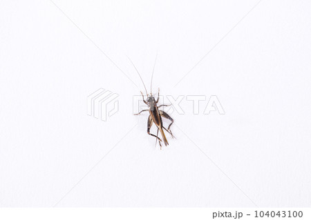 コオロギ　蟋蟀と余白　エンマコオロギ　こおろぎ　イメージ素材 104043100