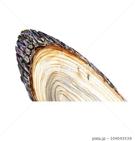 Realistic wooden fibers texture isolated on white background. Watercolor hand draw detailed illustration. Art for design Realistic wooden fibers texture isolated on white background. Watercolor hand draw detailed illustration. Art for design 104043539