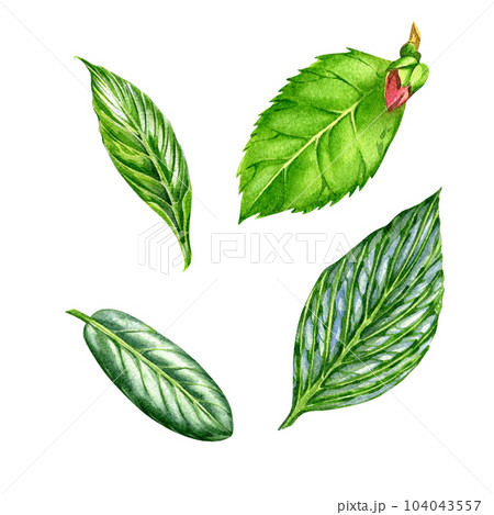 Set green tree leaves isolated on white background. Watercolor hand drawing botanic illustration. Art for floral design 104043557