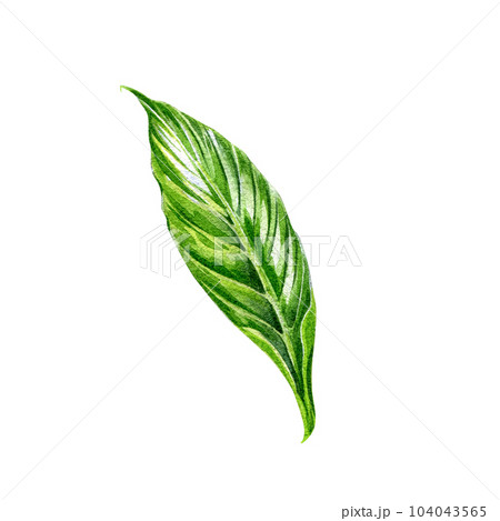 Green tree abstract leaf isolated on white background. Watercolor hand drawn botanic illustration. Art for floral design Green tree abstract leaf isolated on white background. Watercolor hand drawn botanic illustration. Art for floral design 104043565