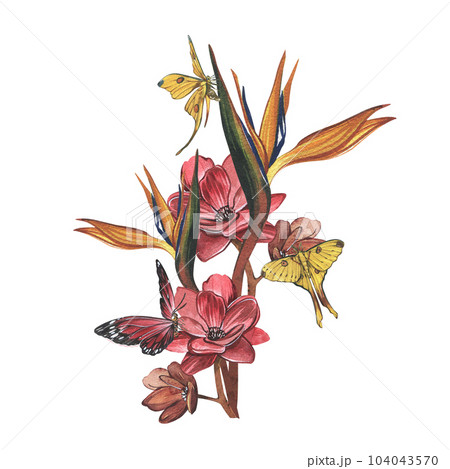 Butterfly, flower strelitzia isolated on white background. Watercolor hand drawn botanical illustration. Art for design Butterfly, flower strelitzia isolated on white background. Watercolor hand drawn botanical illustration. Art for design 104043570