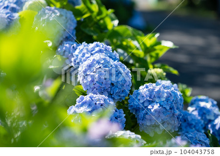 満開のあじさい　田んぼとあじさい 104043758