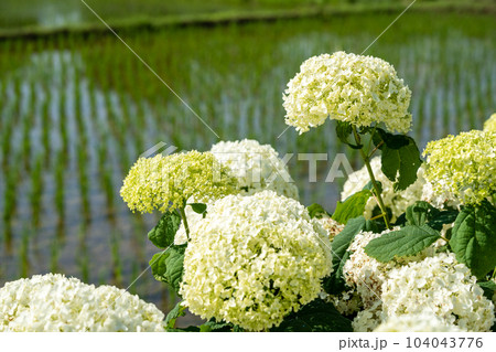 満開のあじさい 田んぼとあじさい 満開のあじさい 田んぼとあじさい 104043776