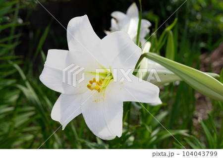 テッポウユリ一輪 104043799