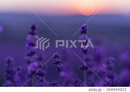 Lavender flower field. Violet lavender field sanset close up. Lavender flowers in pastel colors at blur background. Nature background with lavender in the field. 104044022