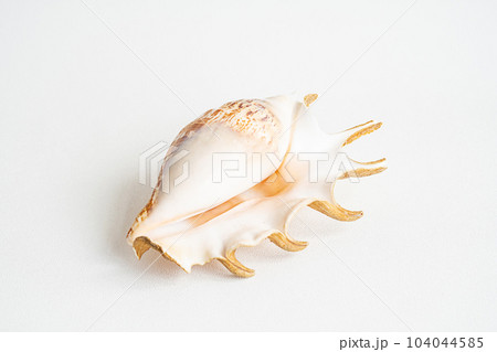 Seashell aesthetic. Minimalistic still life of sea shell. 104044585