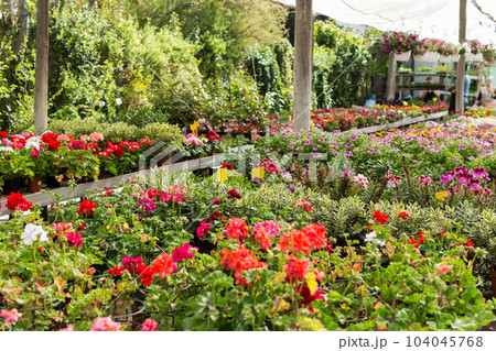 Bloomy flowers in greenhouse 104045768