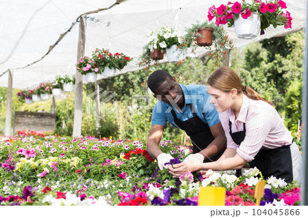 Florists working in greenhouse 104045866