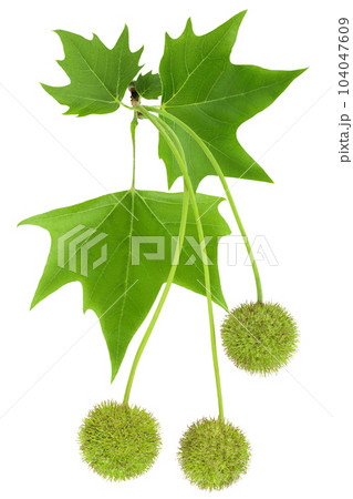 branch of sycamore plane tree isolated on white bacground. Top view. Flat lay 104047609