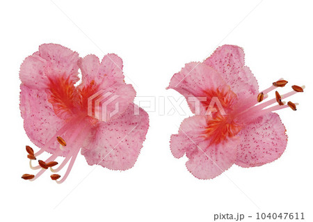Aesculus x carnea or red horse chestnut isolated on white background. Top view. Flat lay 104047611