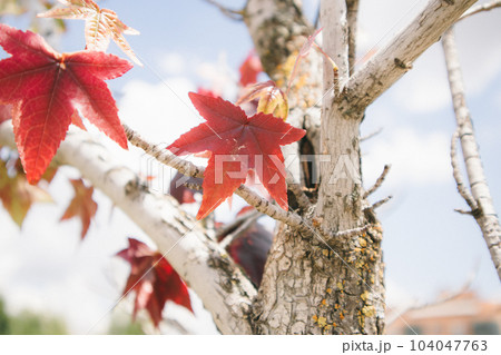 Red maple leaves on a tree branch in an autumn park against blue sky. A change of seasons, October, November nature beauty. Leafy fall season. Trees in autumnal forest, park, woods Canada Day holiday 104047763