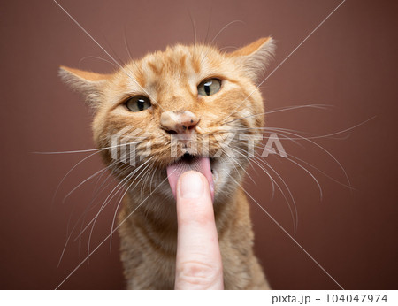funny cat licking snacks from pet owner's finger funny cat licking snacks from pet owner's finger 104047974