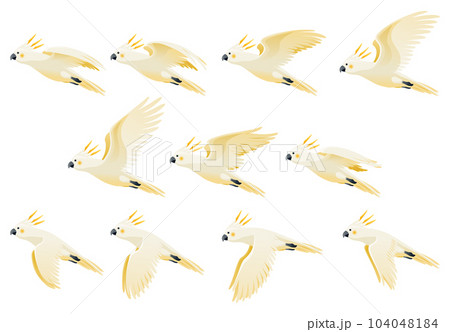 Parrot animation. Exotic adorable fauna character flight. White sulphur crested cockatoo. Animated sprites loop of tropical bird flying 104048184