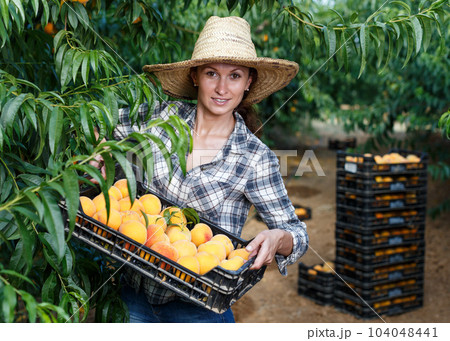 Woman holding box with harvested peaches 104048441