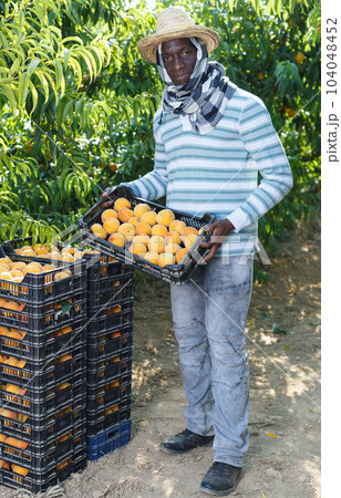 Farmer with boxes of peaches Farmer with boxes of peaches 104048452