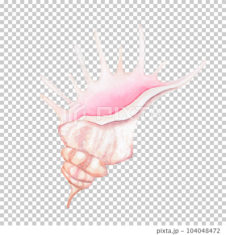 spiral sea shell 104048472