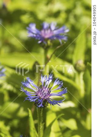 Mountain cornflower (mountain cornflower) flower on a green background Mountain cornflower (mountain cornflower) flower on a green background 104049905