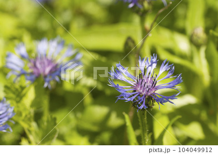 Mountain cornflower (mountain cornflower) flower on a green background, Mountain cornflower (mountain cornflower) flower on a green background, 104049912