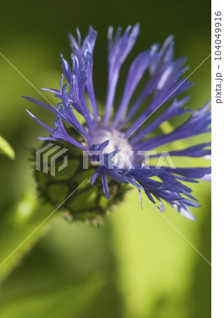 Mountain cornflower (mountain cornflower) flower on a green background Mountain cornflower (mountain cornflower) flower on a green background 104049916