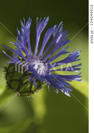 Mountain cornflower (mountain cornflower) flower on a green background Mountain cornflower (mountain cornflower) flower on a green background 104049918