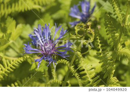 Mountain cornflower (mountain cornflower) flower on a green background Mountain cornflower (mountain cornflower) flower on a green background 104049920