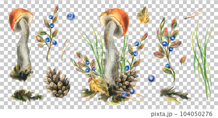 A set of forest mushrooms, boletus, and blueberries, twigs, cones, leaves. Watercolor illustration, hand drawn. Isolated on a white background 104050276