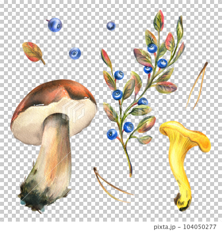 A set of forest mushrooms, boletus, chanterelles and blueberries, lingonberries, twigs, cones, leaves. Watercolor illustration, hand drawn. Isolated on a white background. A set of forest mushrooms, boletus, chanterelles and blueberries, lingonberries, twigs, cones, leaves. Watercolor illustration, hand drawn. Isolated on a white background. 104050277
