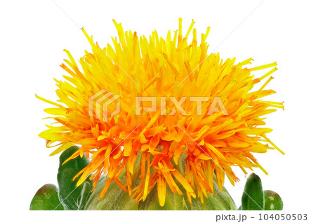 【べにばな】 (深度合成) 【べにばな】 (深度合成) 104050503