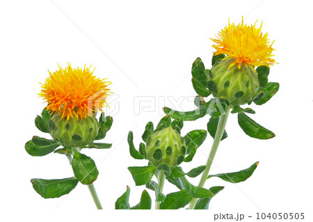 【べにばな】 (深度合成) 104050505