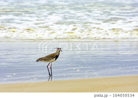 Southern Lapwing walking on the beach water 104050534