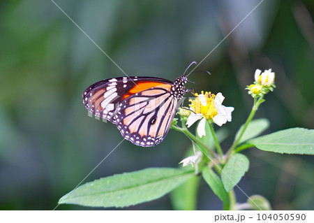 【竹富島の蝶 (スジグロカバマダラ)】 【竹富島の蝶 (スジグロカバマダラ)】 104050590