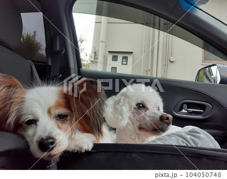 車に乗って公園へお出かけ。散歩に行く犬、ビションフリーゼとパピヨン 104050748