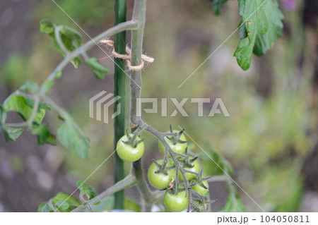 家庭菜園 プランターで育てるミニトマト 家庭菜園 プランターで育てるミニトマト 104050811